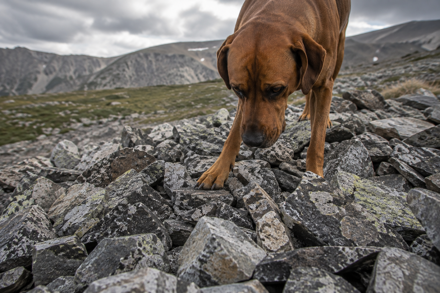 A dog picking a route across a field of broken rock above treeline