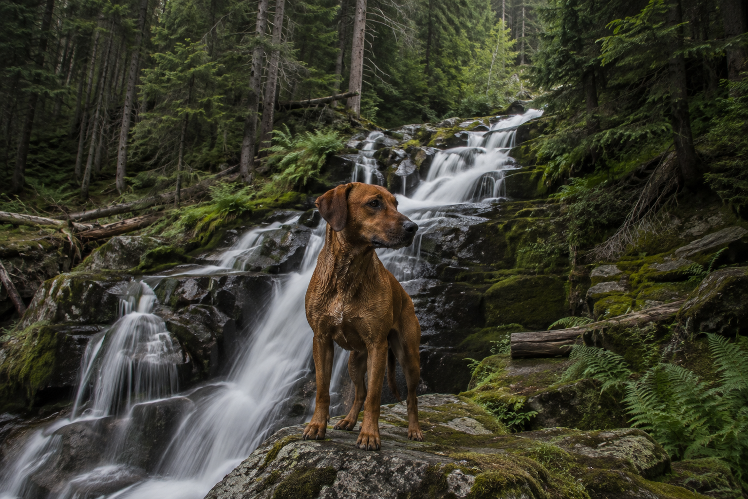 A dog standing on a mossy granite ledge beside a cascading waterfall in a dense Colorado pine forest