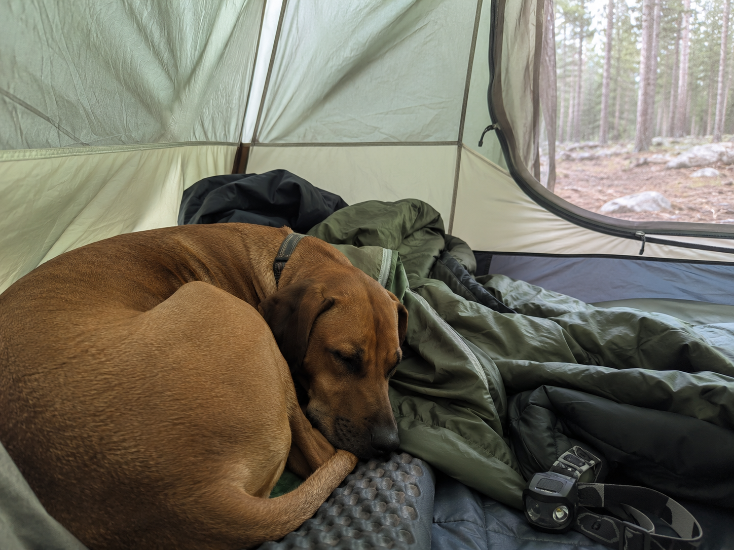 A dog curled up on a sleeping pad inside a tent with soft morning light coming through the fabric