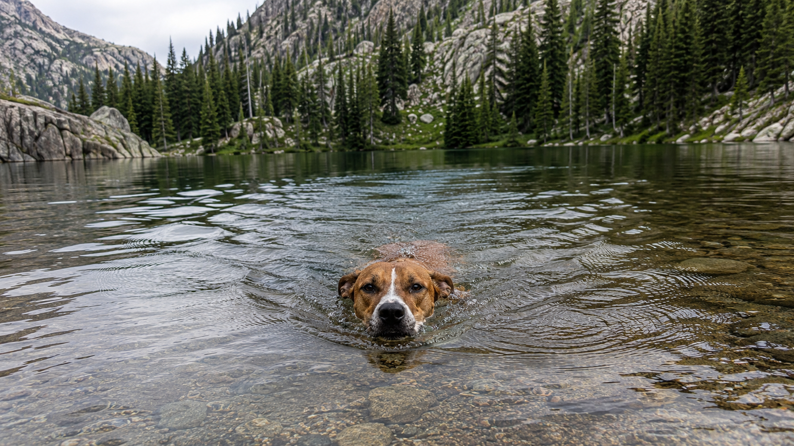 Jaxson swimming back toward shore in a clear Colorado mountain lake