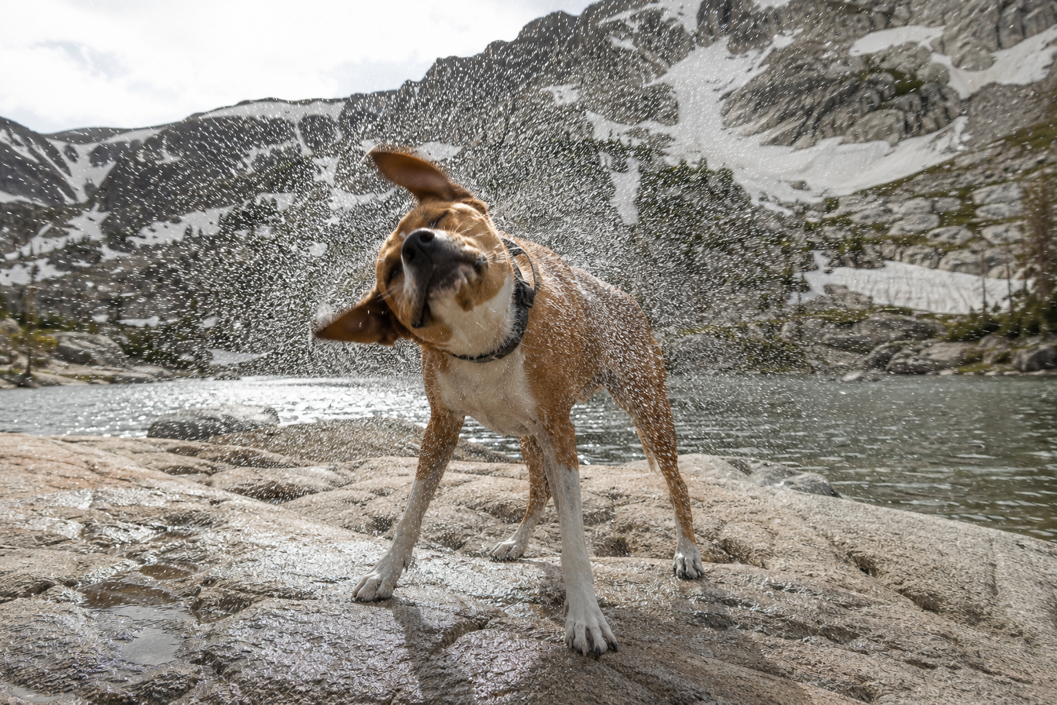Jaxson shaking water off his coat at a rocky alpine lake shore