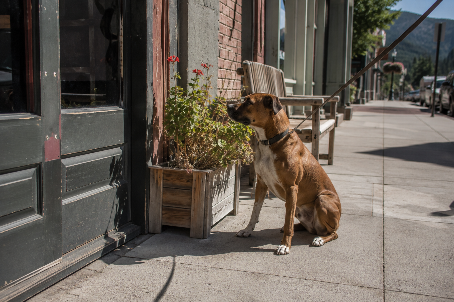 Jaxson sitting on a mountain-town sidewalk outside a shop doorway, watching the door