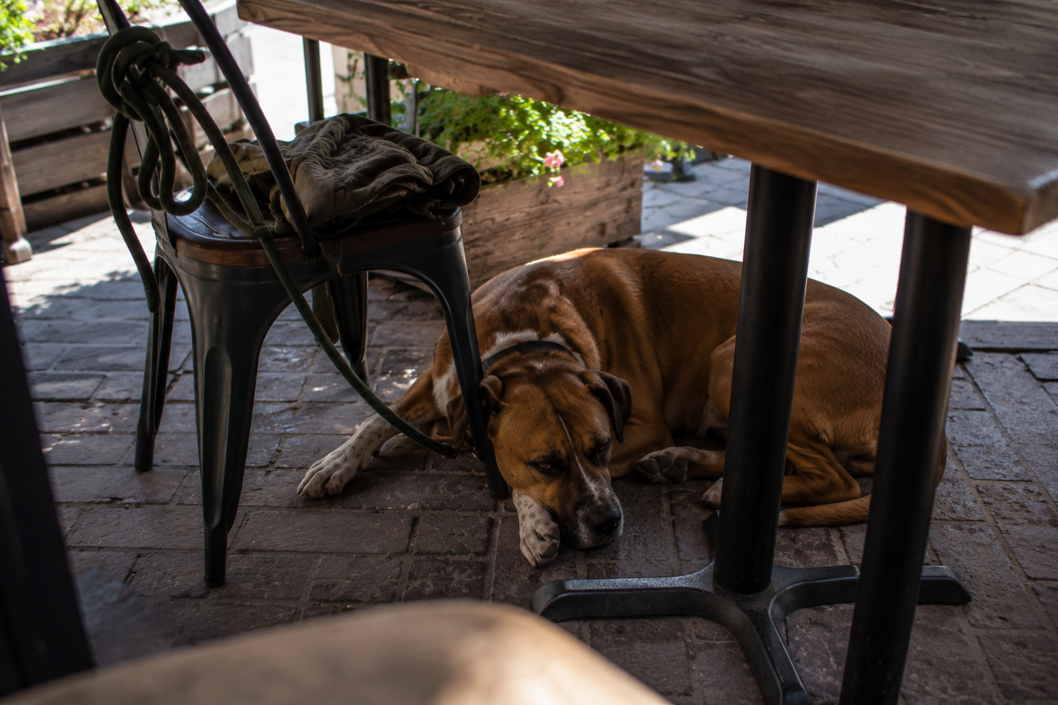 Jaxson lying fully settled under an outdoor cafe table in the shade