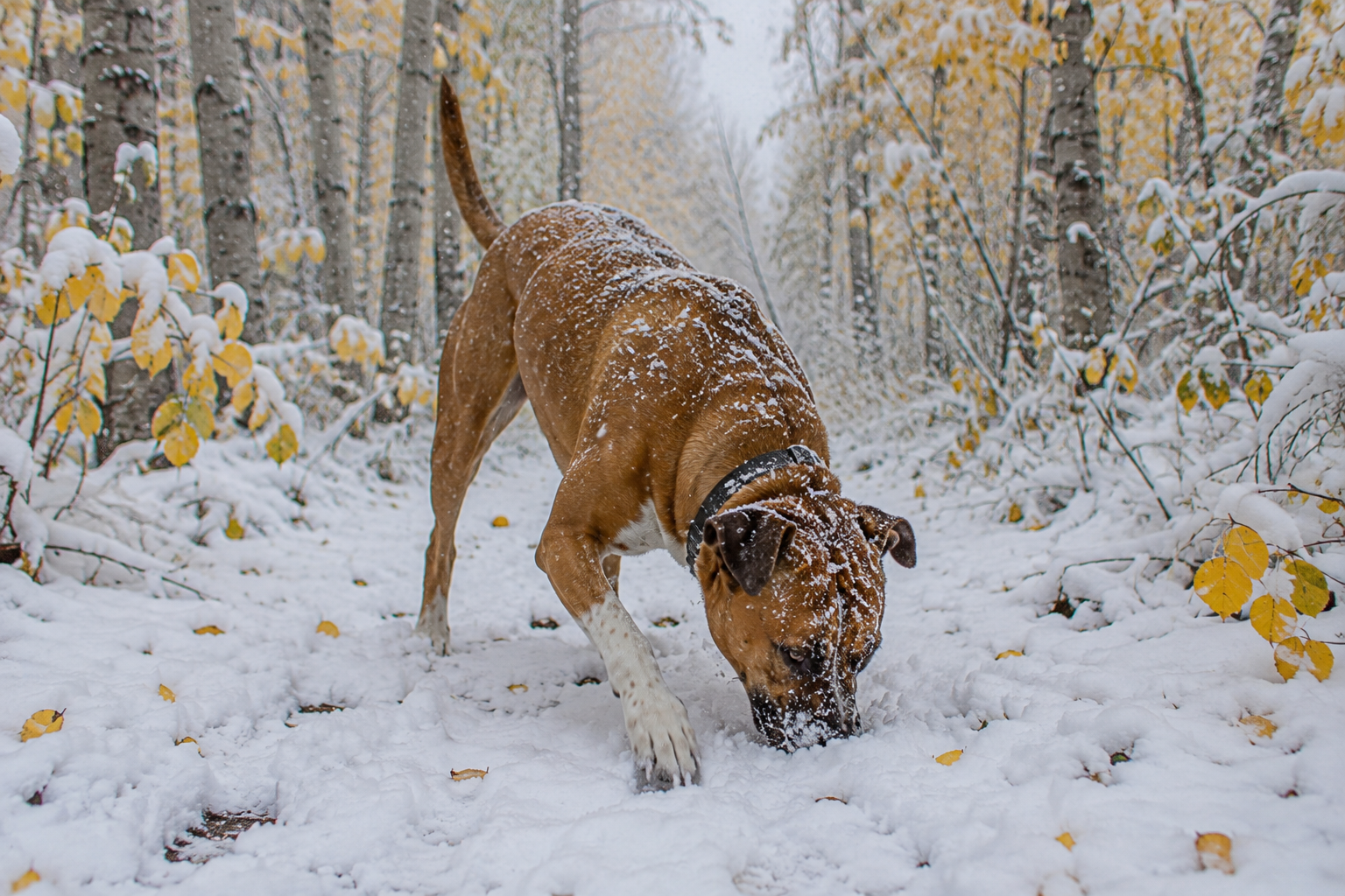 Jaxson with snow on his muzzle and shoulders during the first snowfall of the season