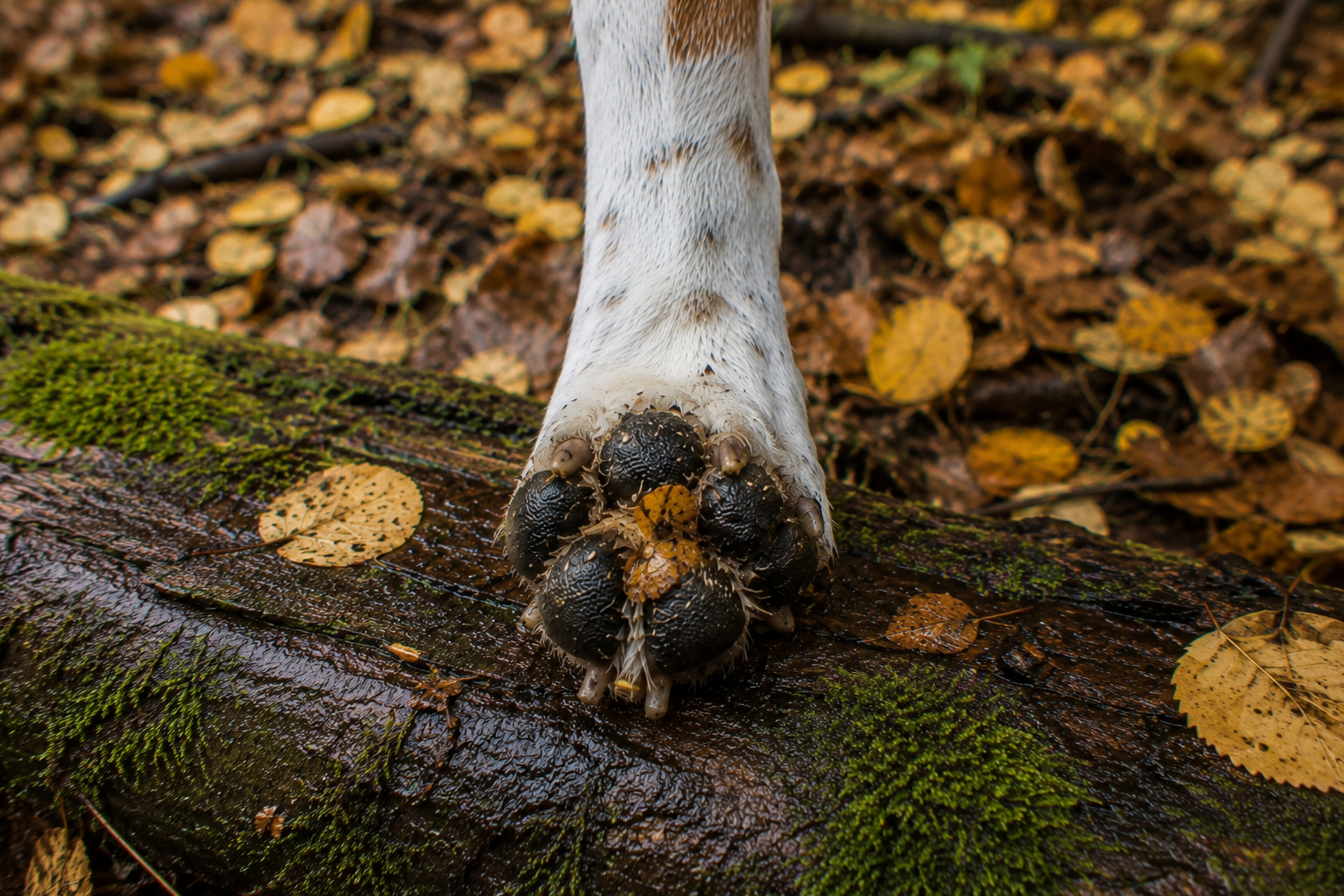 Close view of a dog's front paw on a mossy log with wet gold aspen leaves caught between the pads